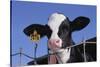 Holstein Calf with Eartag-DLILLC-Stretched Canvas