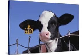 Holstein Calf with Eartag-DLILLC-Stretched Canvas