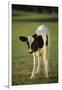 Holstein Calf-DLILLC-Framed Premium Photographic Print