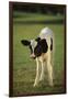 Holstein Calf-DLILLC-Framed Premium Photographic Print