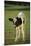 Holstein Calf-DLILLC-Mounted Premium Photographic Print