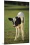 Holstein Calf-DLILLC-Mounted Premium Photographic Print