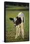 Holstein Calf-DLILLC-Framed Stretched Canvas