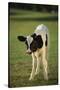 Holstein Calf-DLILLC-Stretched Canvas