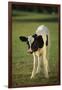 Holstein Calf-DLILLC-Framed Photographic Print