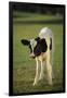 Holstein Calf-DLILLC-Framed Photographic Print