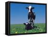 Holstein Cow and Calf, IL-Lynn M^ Stone-Framed Stretched Canvas