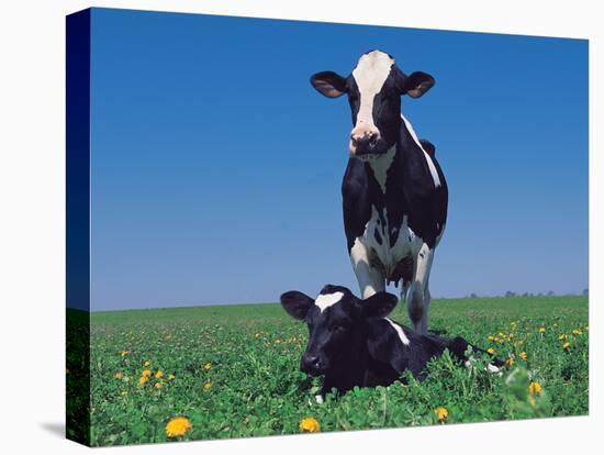 Holstein Cow and Calf, IL-Lynn M^ Stone-Stretched Canvas