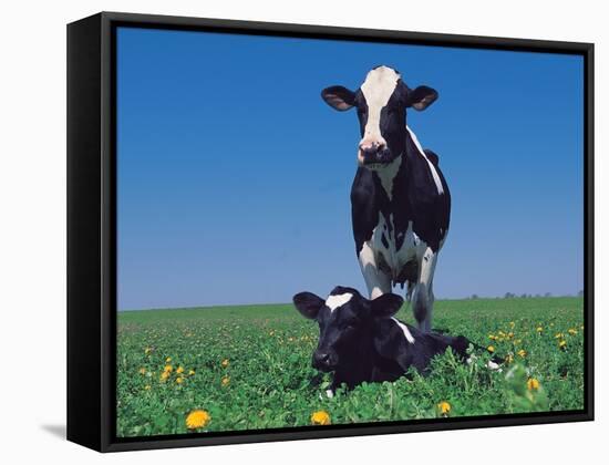 Holstein Cow and Calf, IL-Lynn M^ Stone-Framed Stretched Canvas