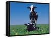 Holstein Cow and Calf, IL-Lynn M^ Stone-Framed Stretched Canvas