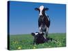 Holstein Cow and Calf, IL-Lynn M^ Stone-Stretched Canvas