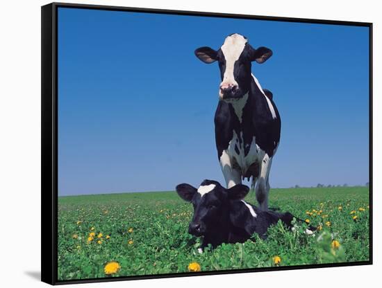 Holstein Cow and Calf, IL-Lynn M^ Stone-Framed Stretched Canvas