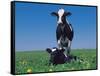 Holstein Cow and Calf, IL-Lynn M^ Stone-Framed Stretched Canvas