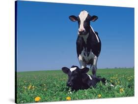 Holstein Cow and Calf, IL-Lynn M^ Stone-Stretched Canvas