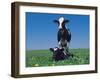 Holstein Cow and Calf, IL-Lynn M^ Stone-Framed Premium Photographic Print