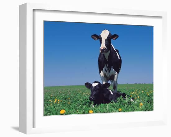 Holstein Cow and Calf, IL-Lynn M^ Stone-Framed Premium Photographic Print