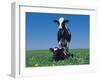 Holstein Cow and Calf, IL-Lynn M^ Stone-Framed Premium Photographic Print