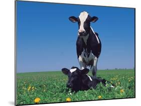 Holstein Cow and Calf, IL-Lynn M^ Stone-Mounted Premium Photographic Print