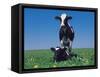 Holstein Cow and Calf, IL-Lynn M^ Stone-Framed Stretched Canvas