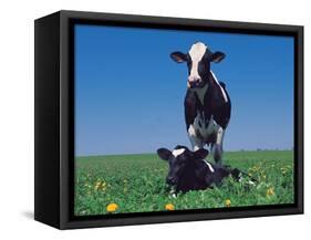 Holstein Cow and Calf, IL-Lynn M^ Stone-Framed Stretched Canvas