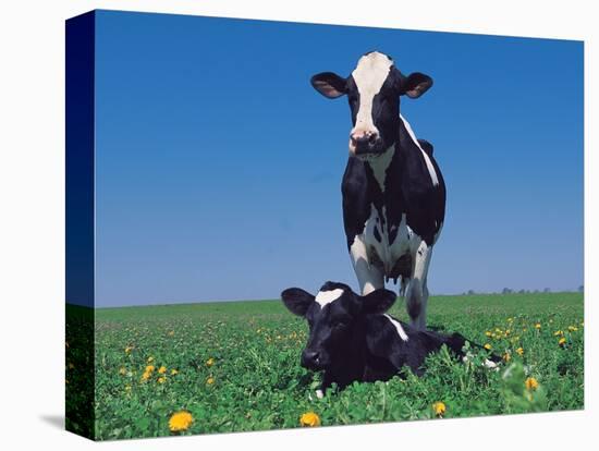 Holstein Cow and Calf, IL-Lynn M^ Stone-Stretched Canvas