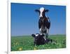 Holstein Cow and Calf, IL-Lynn M^ Stone-Framed Photographic Print