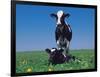 Holstein Cow and Calf, IL-Lynn M^ Stone-Framed Photographic Print