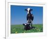 Holstein Cow and Calf, IL-Lynn M^ Stone-Framed Photographic Print