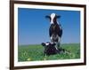 Holstein Cow and Calf, IL-Lynn M^ Stone-Framed Photographic Print