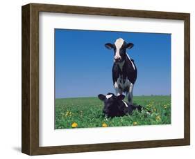 Holstein Cow and Calf, IL-Lynn M^ Stone-Framed Photographic Print