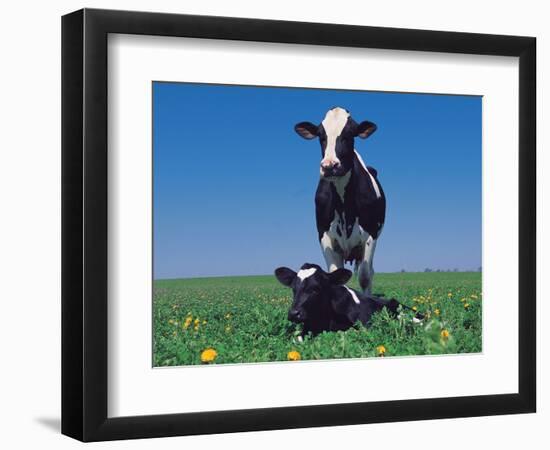 Holstein Cow and Calf, IL-Lynn M^ Stone-Framed Photographic Print