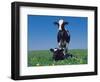 Holstein Cow and Calf, IL-Lynn M^ Stone-Framed Photographic Print