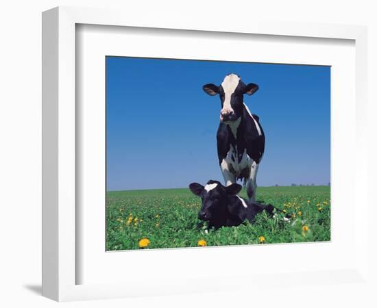 Holstein Cow and Calf, IL-Lynn M^ Stone-Framed Photographic Print