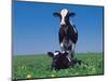 Holstein Cow and Calf, IL-Lynn M^ Stone-Mounted Photographic Print