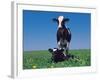 Holstein Cow and Calf, IL-Lynn M^ Stone-Framed Photographic Print