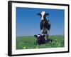 Holstein Cow and Calf, IL-Lynn M^ Stone-Framed Photographic Print