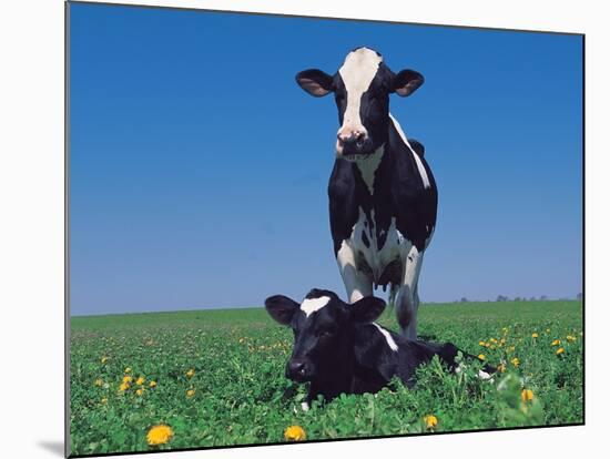 Holstein Cow and Calf, IL-Lynn M^ Stone-Mounted Photographic Print