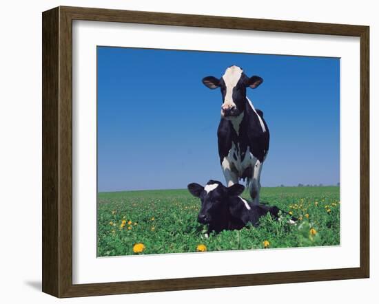 Holstein Cow and Calf, IL-Lynn M^ Stone-Framed Photographic Print