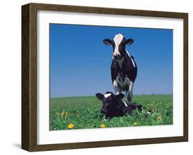 Holstein Cow and Calf, IL-Lynn M^ Stone-Framed Photographic Print