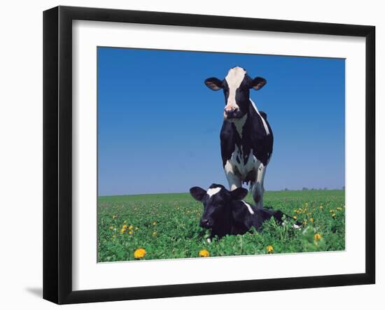 Holstein Cow and Calf, IL-Lynn M^ Stone-Framed Photographic Print