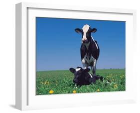 Holstein Cow and Calf, IL-Lynn M^ Stone-Framed Photographic Print