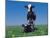 Holstein Cow and Calf, IL-Lynn M^ Stone-Mounted Photographic Print