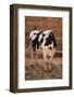 Holstein Cow by Haystack-DLILLC-Framed Photographic Print