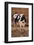 Holstein Cow by Haystack-DLILLC-Framed Photographic Print