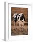 Holstein Cow by Haystack-DLILLC-Framed Photographic Print