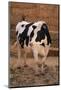 Holstein Cow by Haystack-DLILLC-Mounted Photographic Print