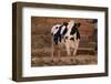 Holstein Cow by Haystack-DLILLC-Framed Photographic Print