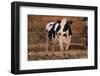 Holstein Cow by Haystack-DLILLC-Framed Photographic Print