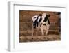 Holstein Cow by Haystack-DLILLC-Framed Photographic Print