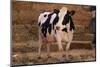 Holstein Cow by Haystack-DLILLC-Mounted Photographic Print